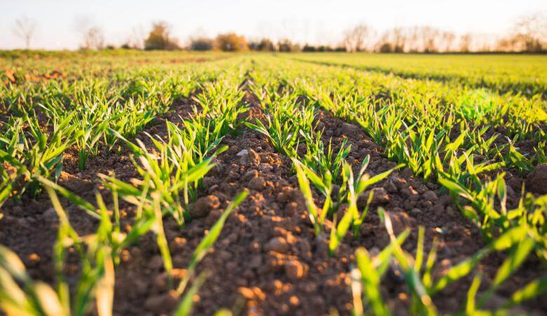 Agrivoltaico, una sinergia fra agricoltura e fotovoltaico